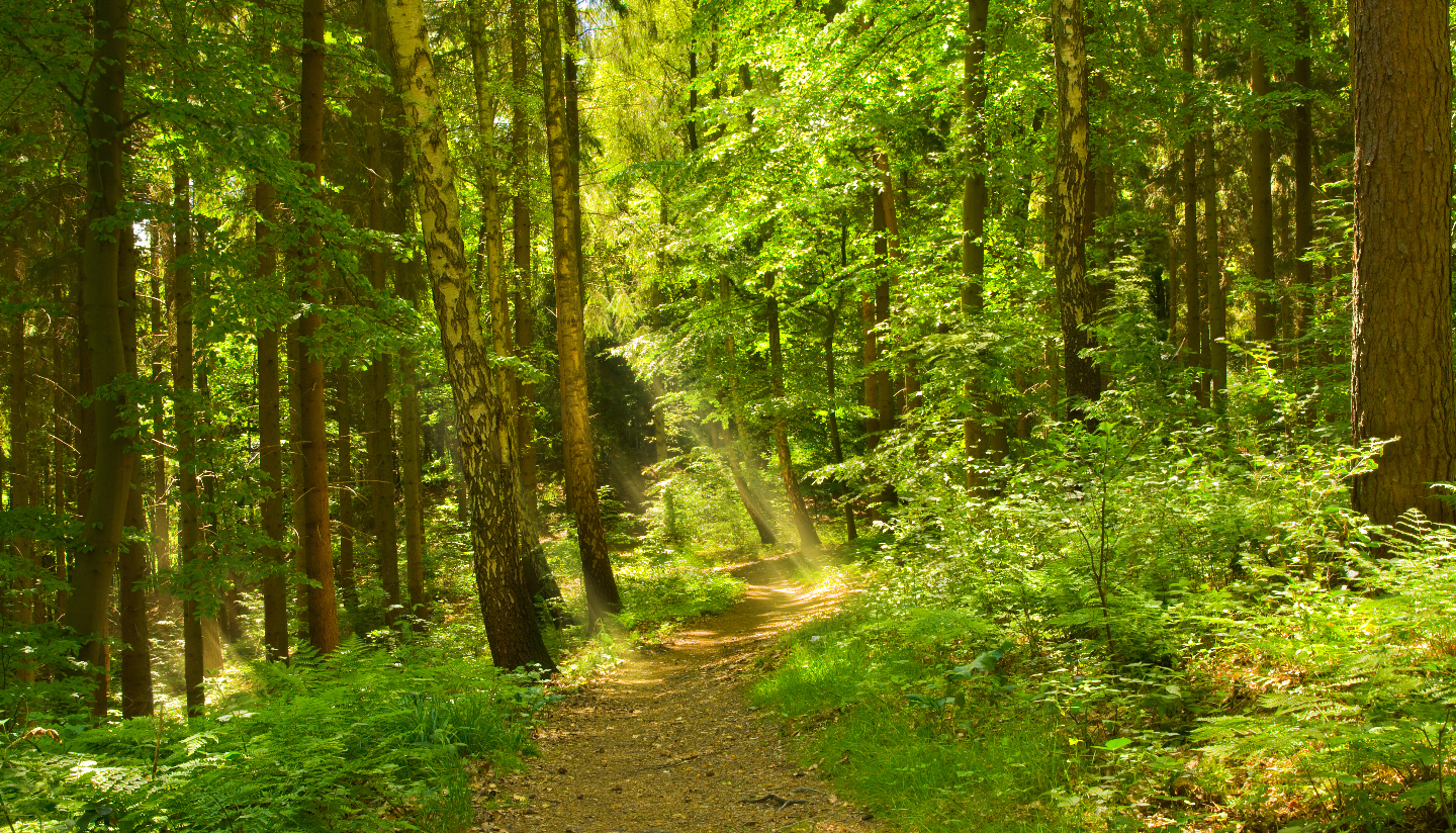 смешанный лес