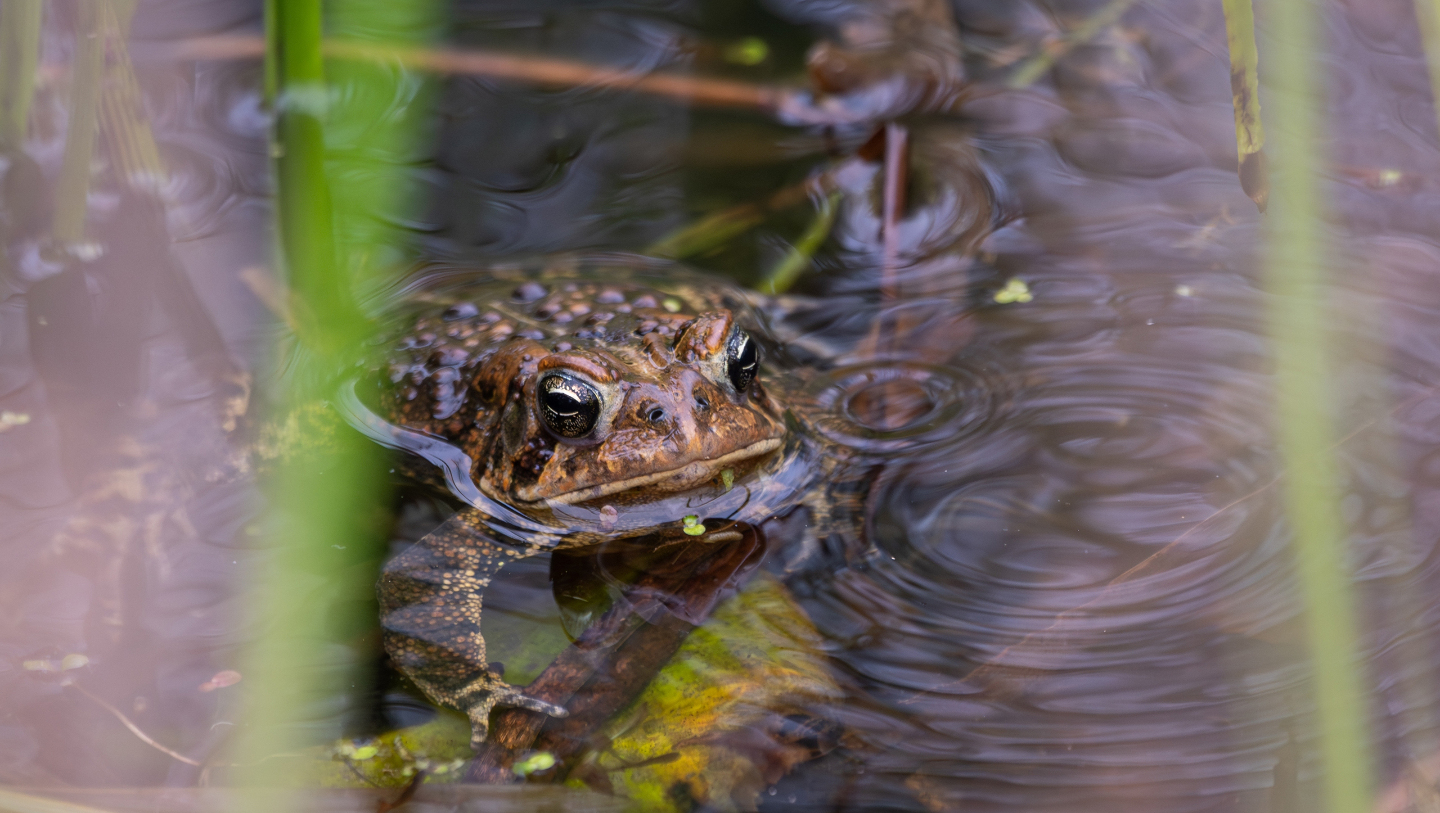 американская жаба