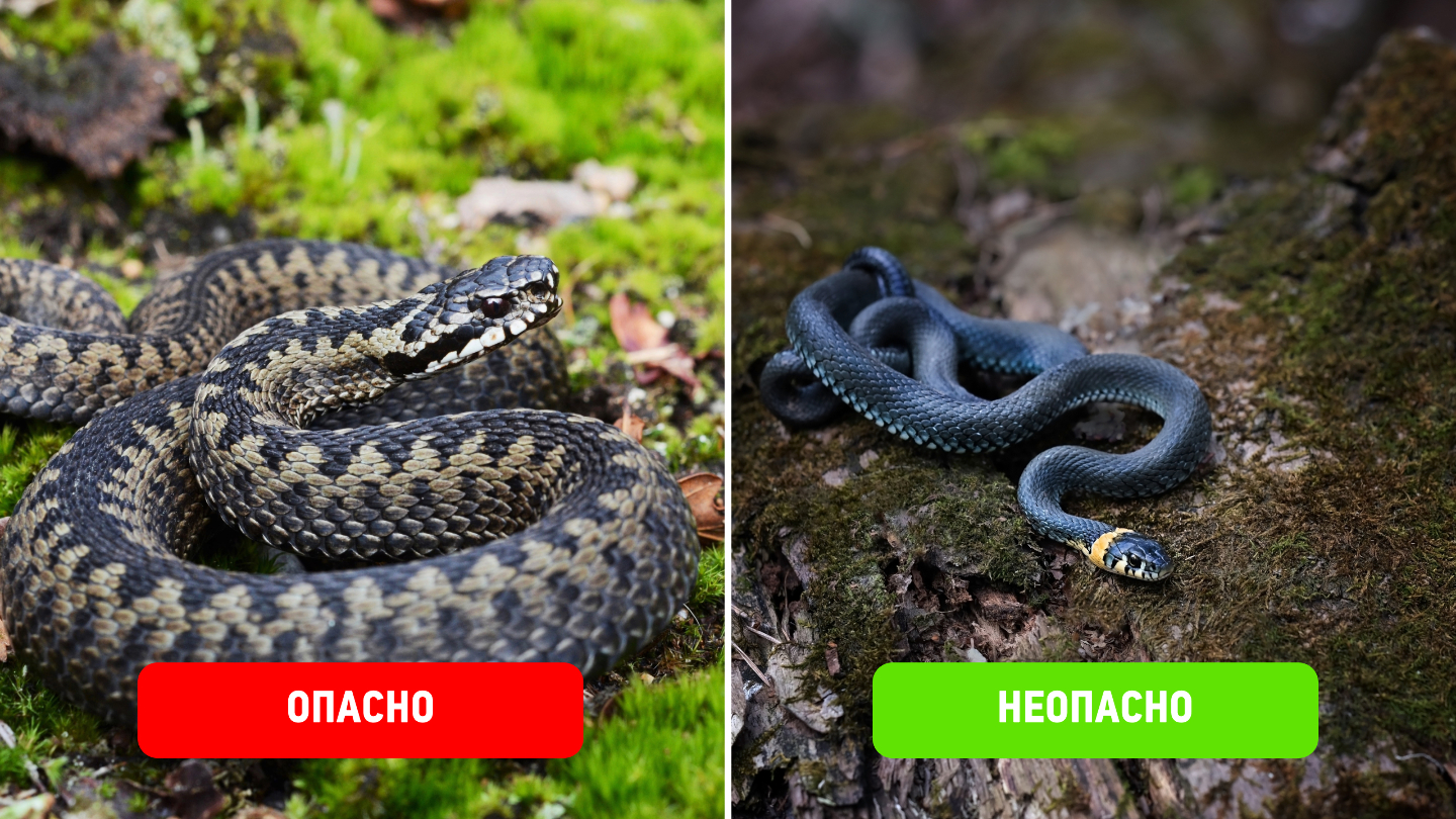 Гадюка обыкновенная и обыкновенный уж