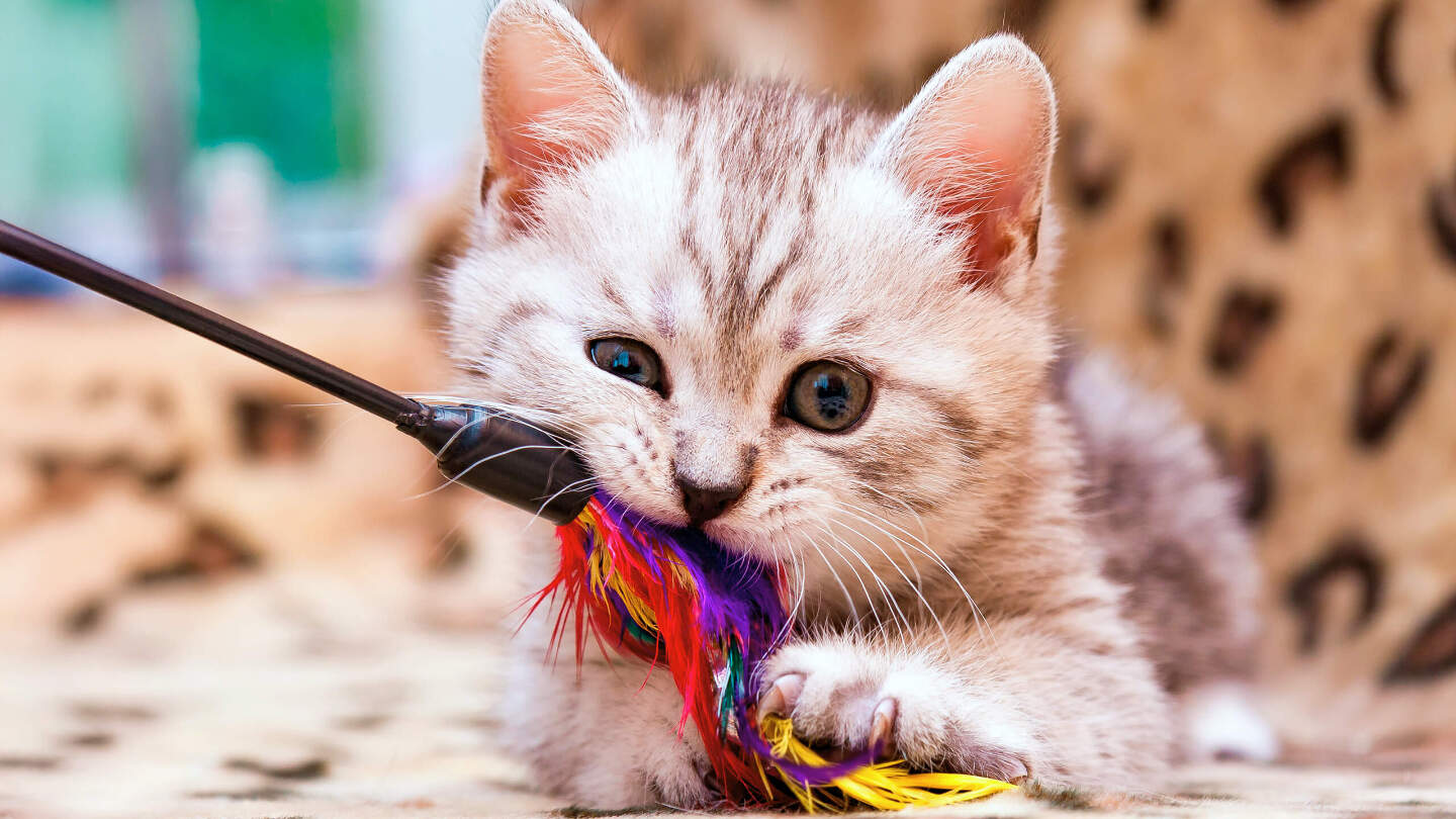 Кошки не нуждаются во внимании — они одиночки