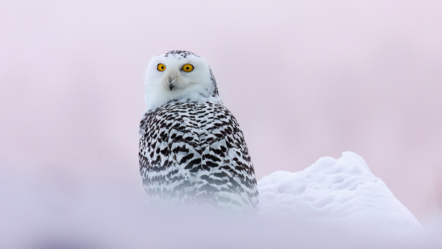 Зимние фотографии из жизни животных снегу, Vaclav, Vladymyr, Ondrej, Bachkova, ктото, зимой, стадо, исландских, будить, Небольшое, ProsickyShutterstockFOTODOMВетреный, лошадей, тигра, амурского, пробежка, BurdiakShutterstockFOTODOMБодрящая, преображает, весны, nataliatamkovichShutterstockFOTODOMА