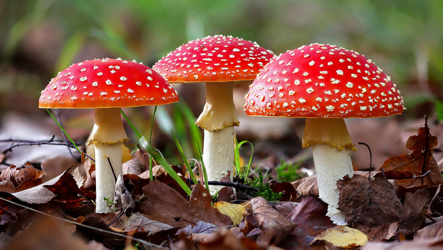 виды мухоморов