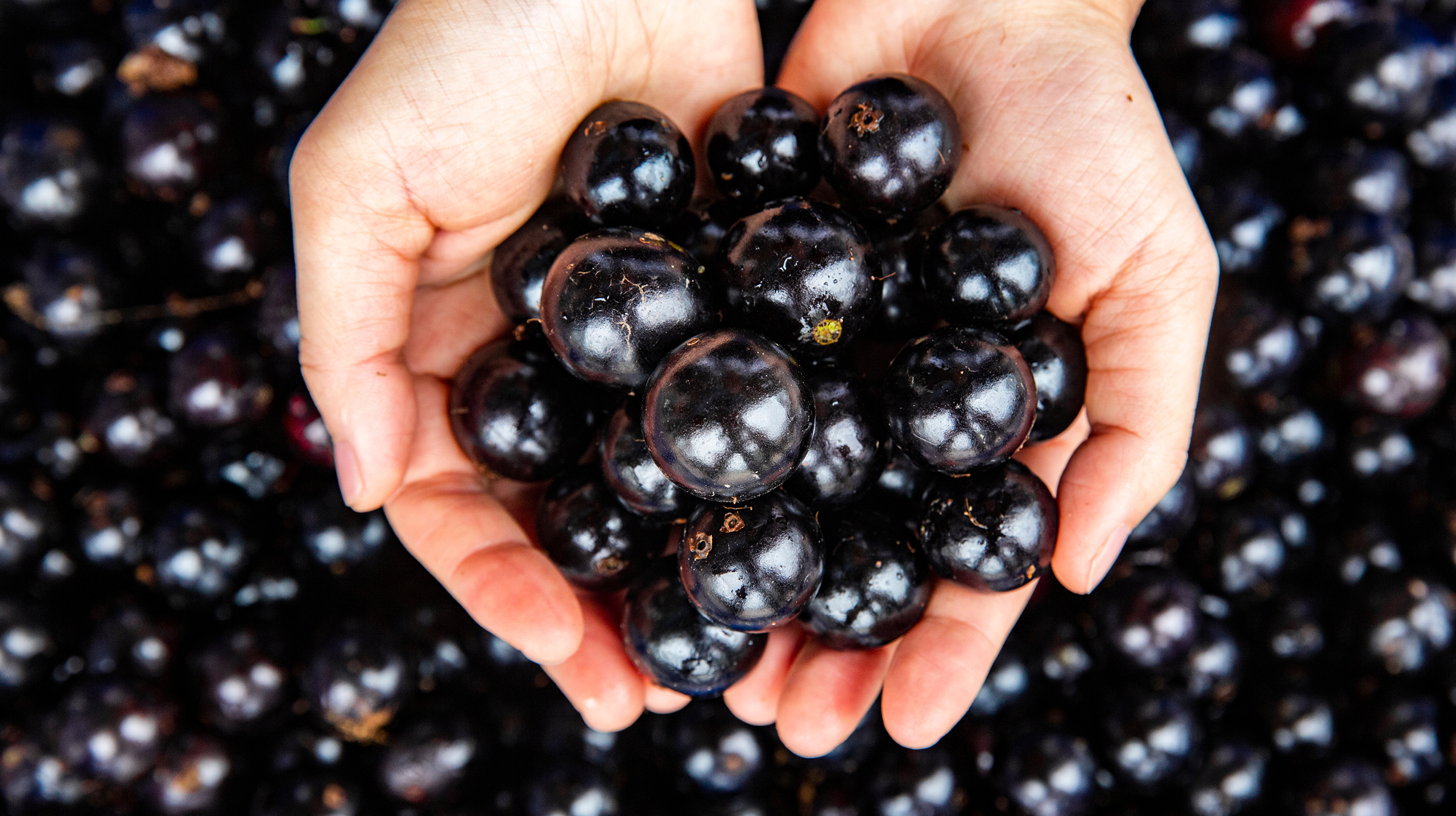 Жаботикаба