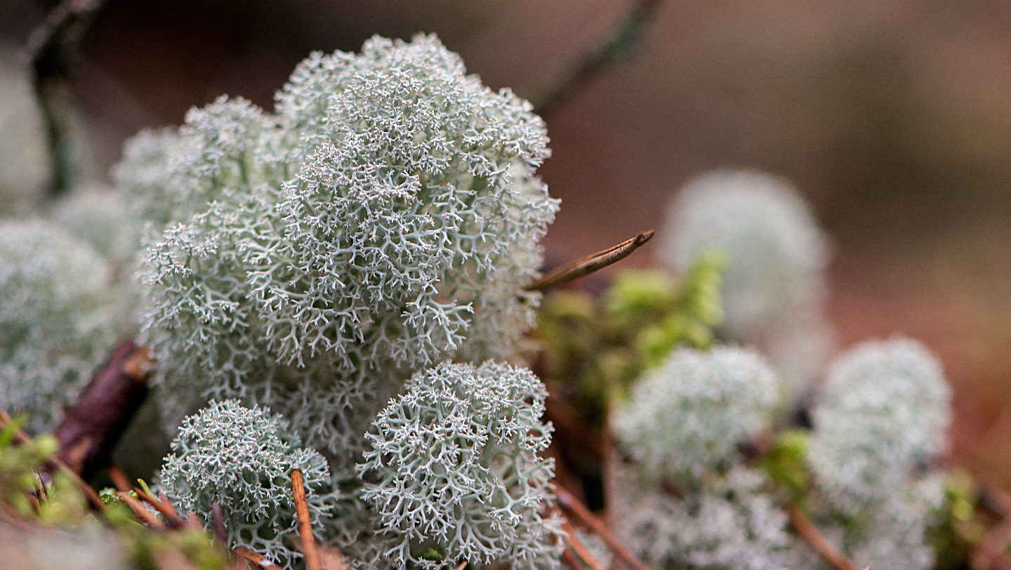 что такое ягель