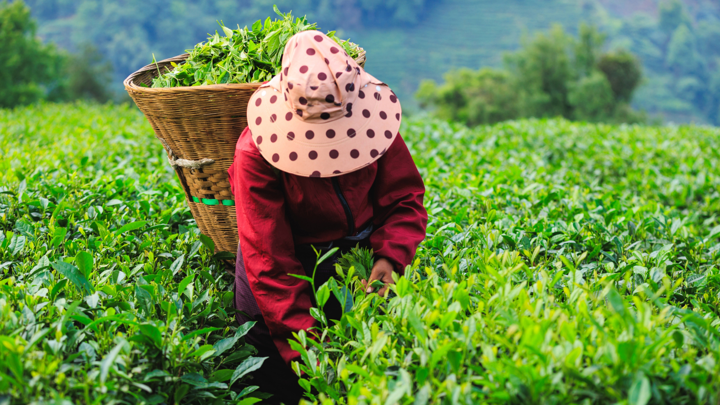 Чайные плантации Лунцзин