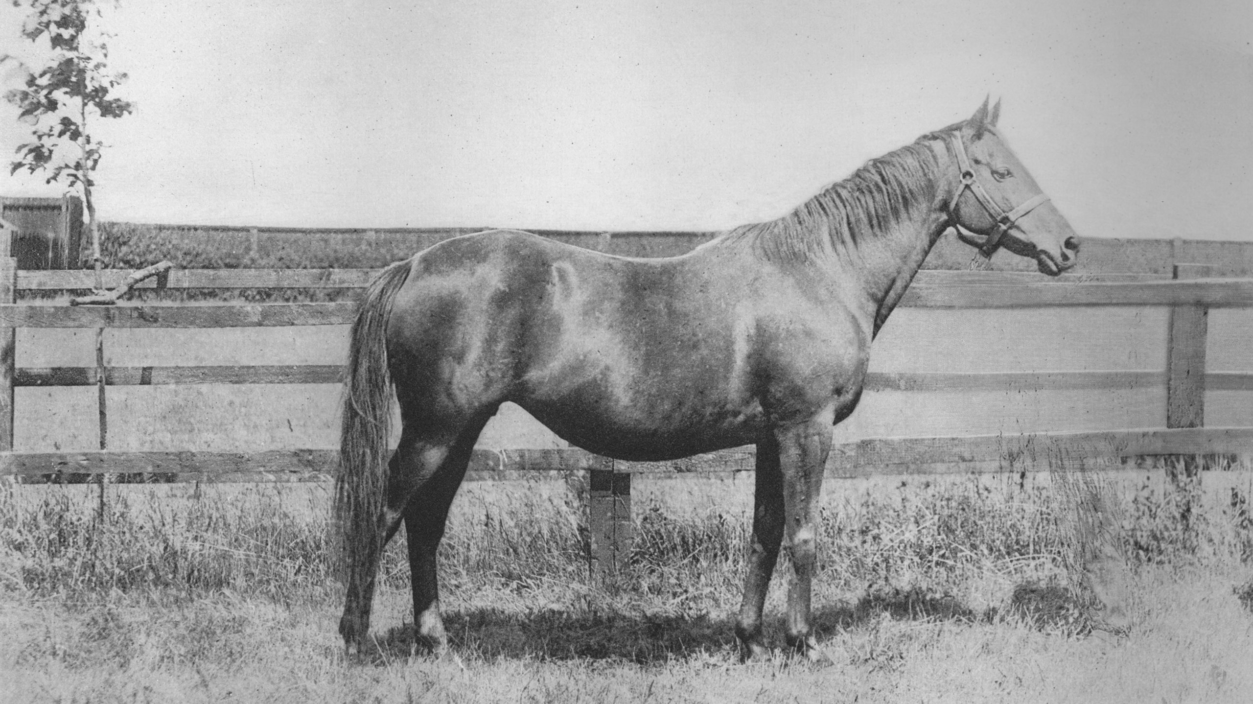 Лошадь Джим