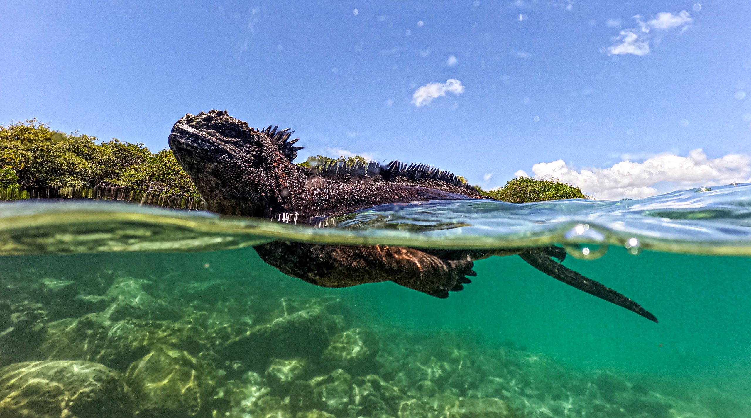 Морская игуана