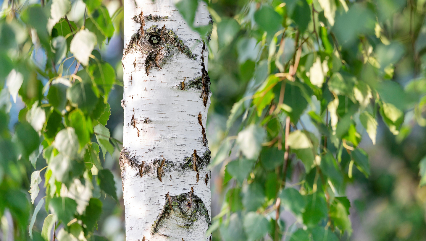 березовый сок