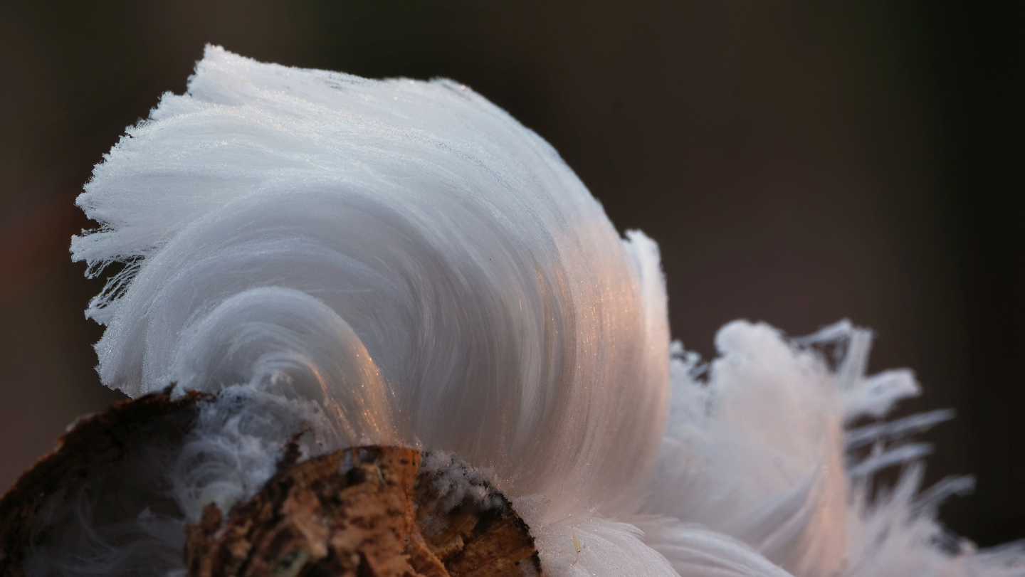 форма гриба