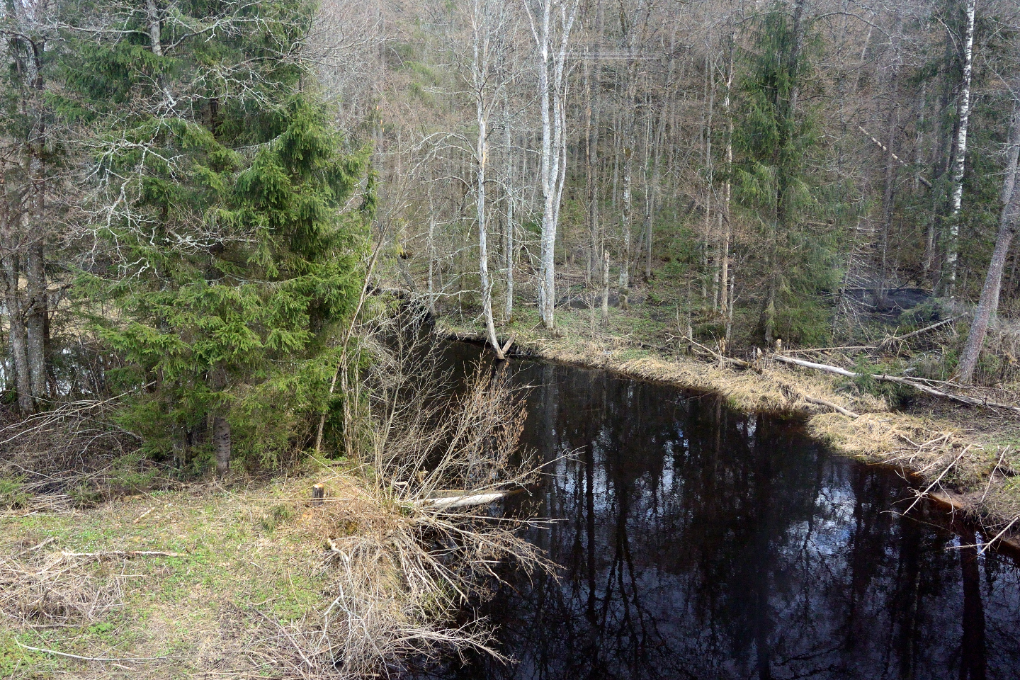 Пункт ж. Река Туросна. Туросна река станция откос. Манюки Туросна. Болотистый болотный.