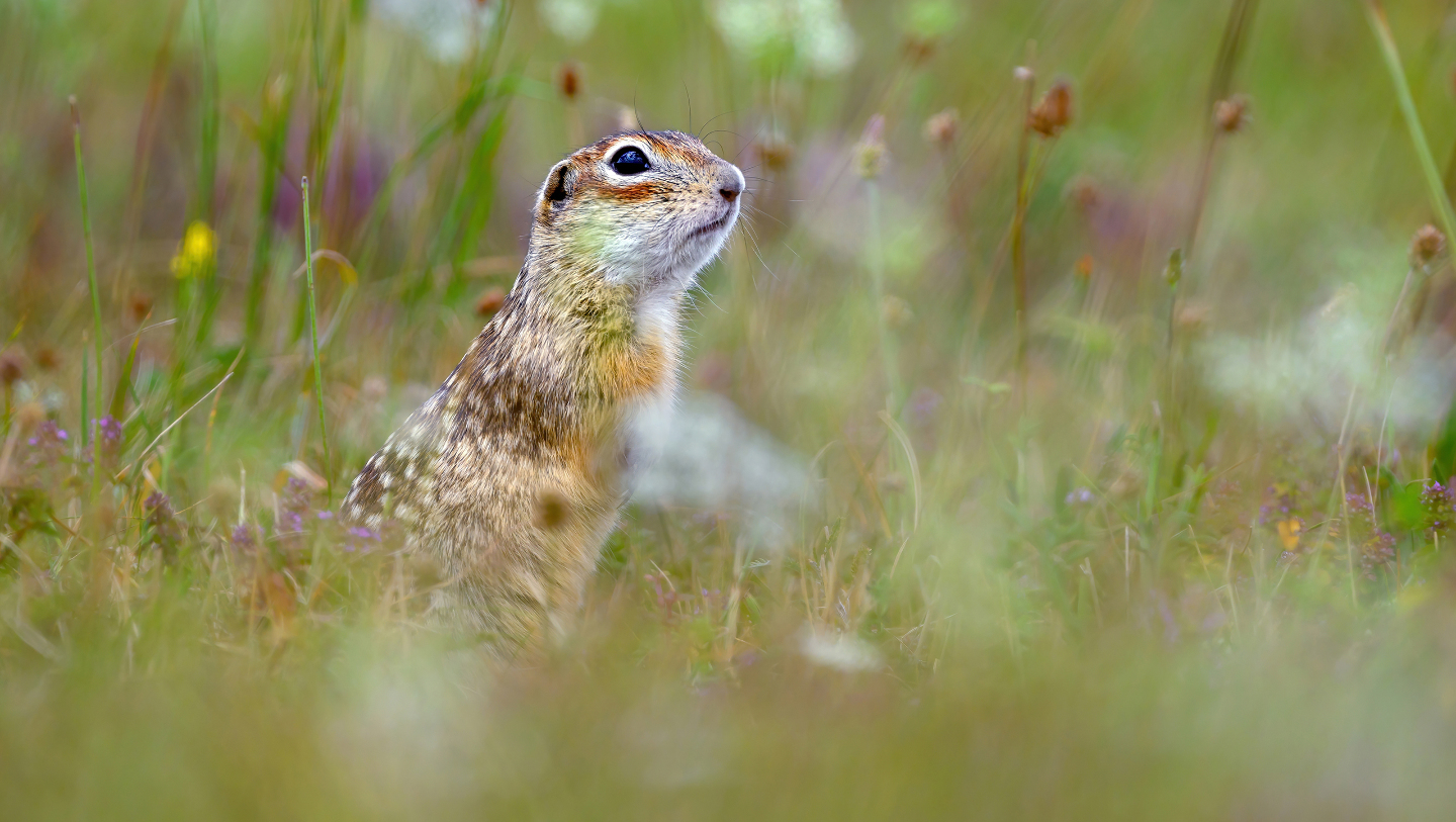кто такой суслик