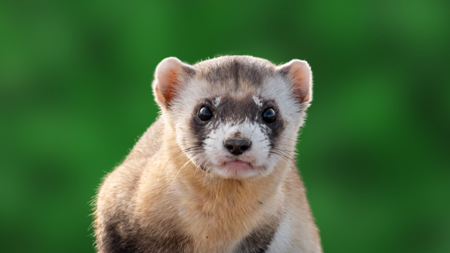 Черноногий хорек