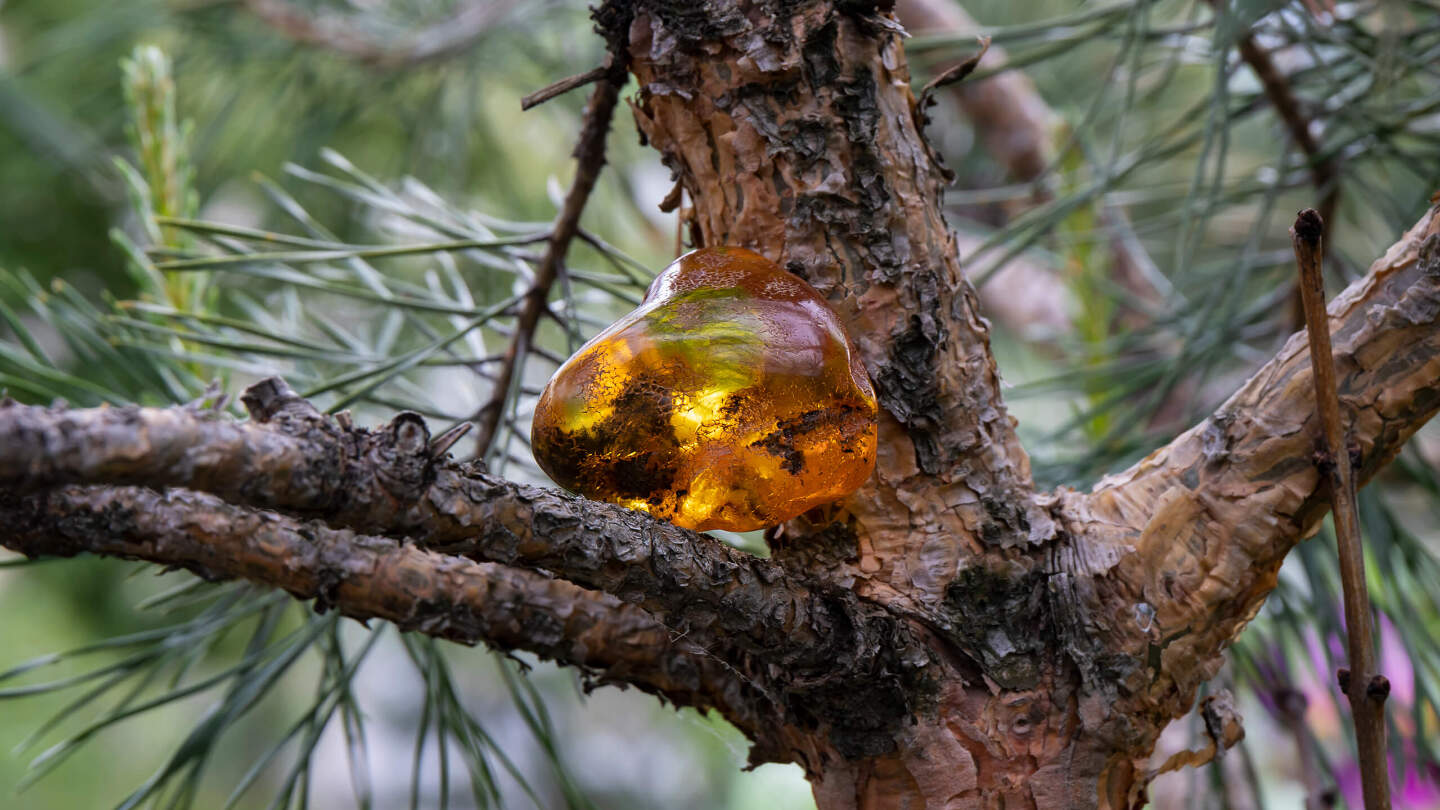 Янтарь
