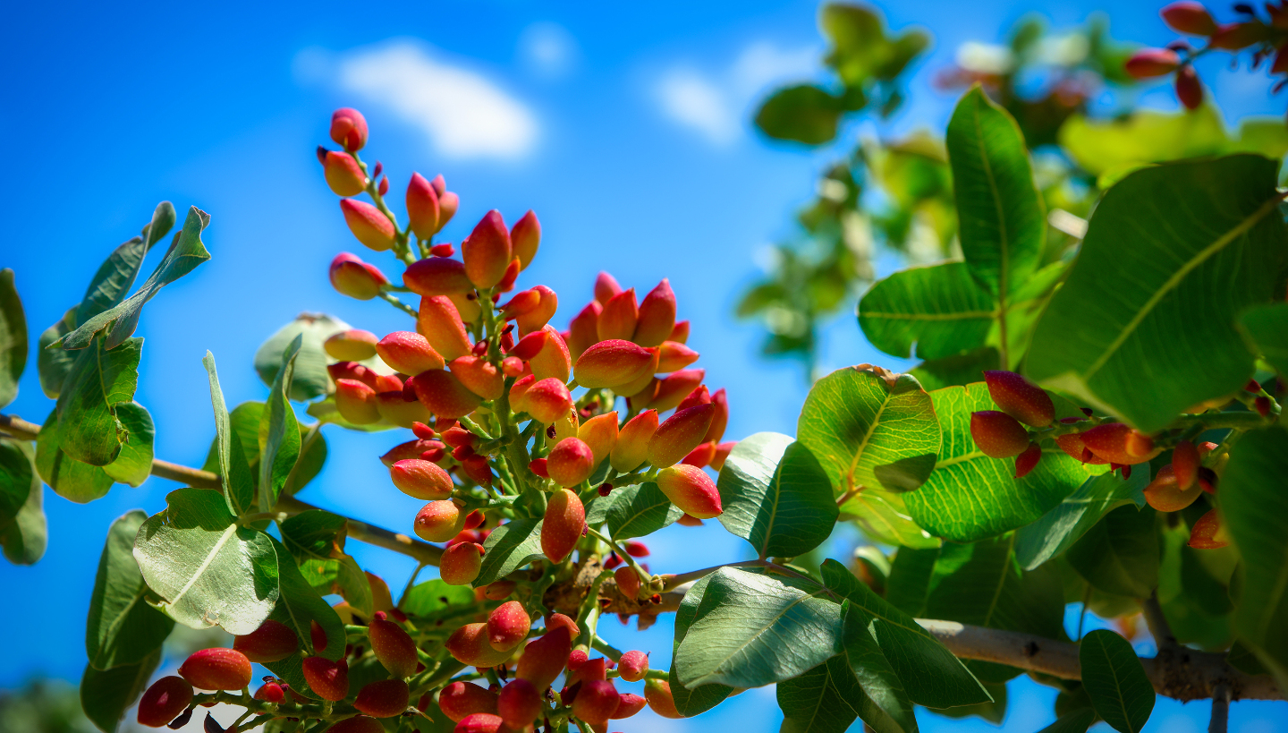 фисташки, фермы