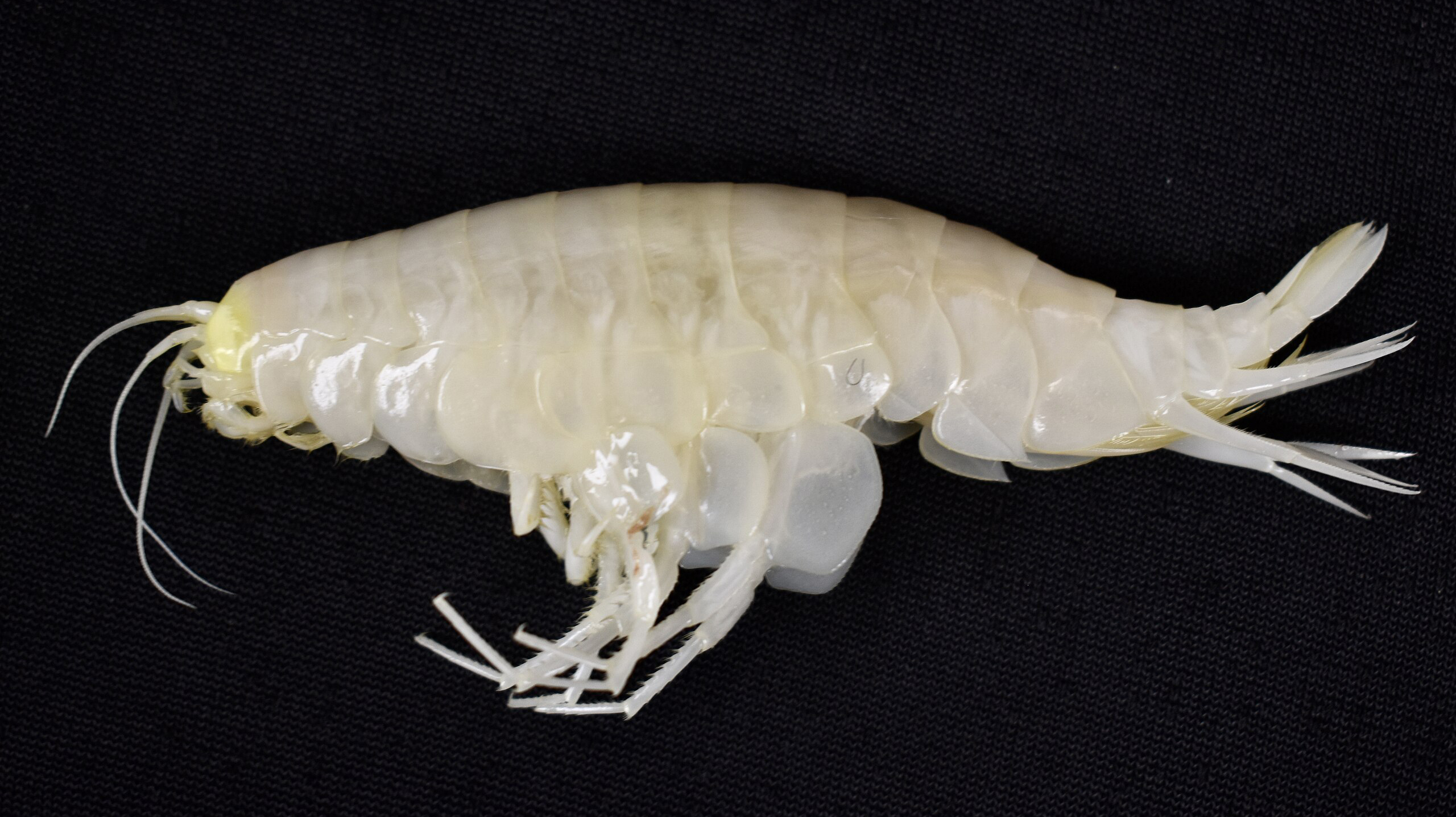 сверхгигантская амфипода