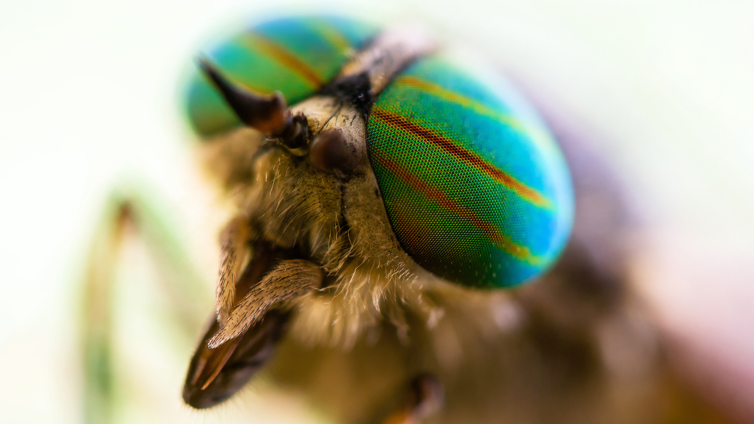 Интересные факты о мухах