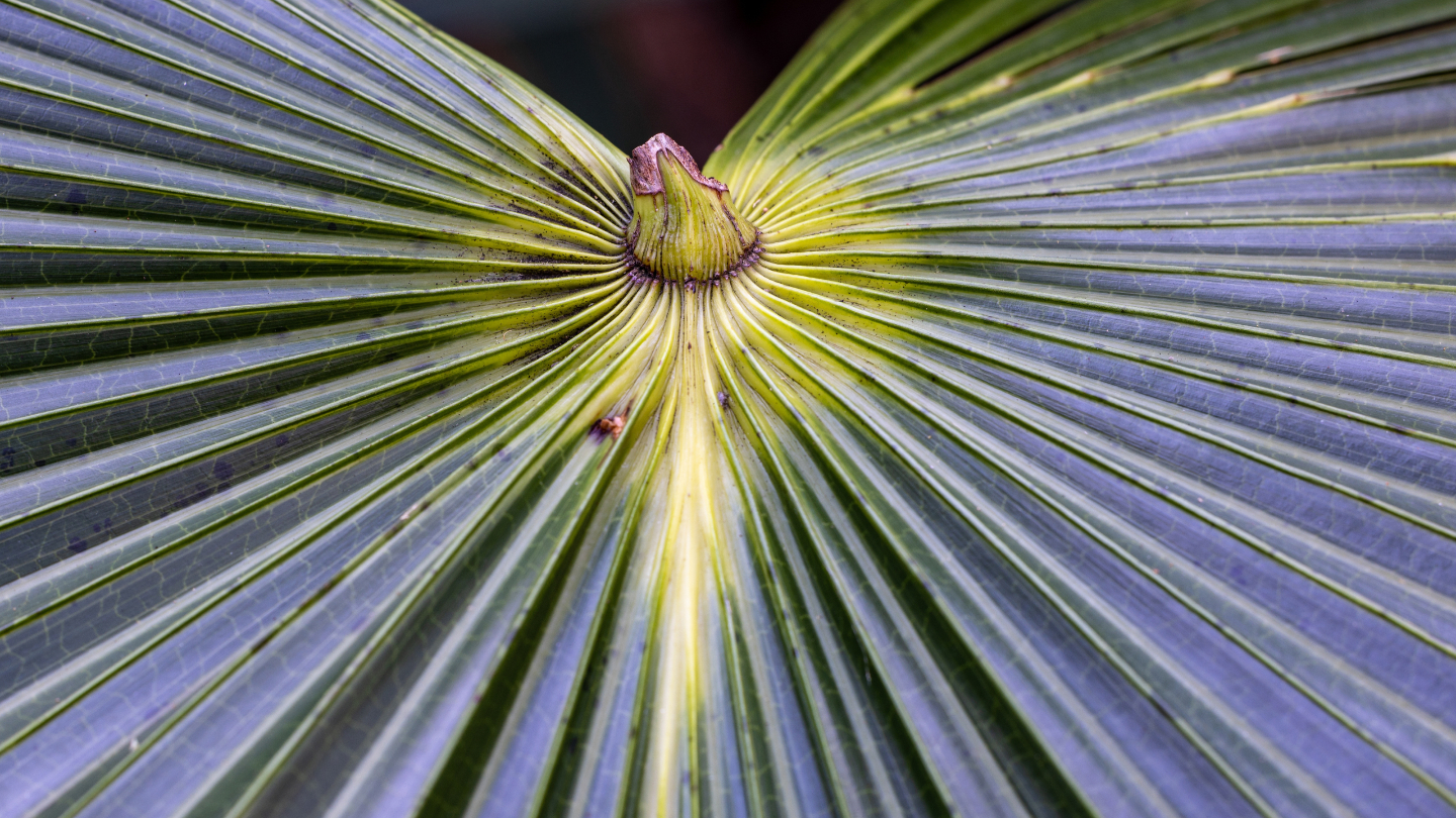 Капустная пальма