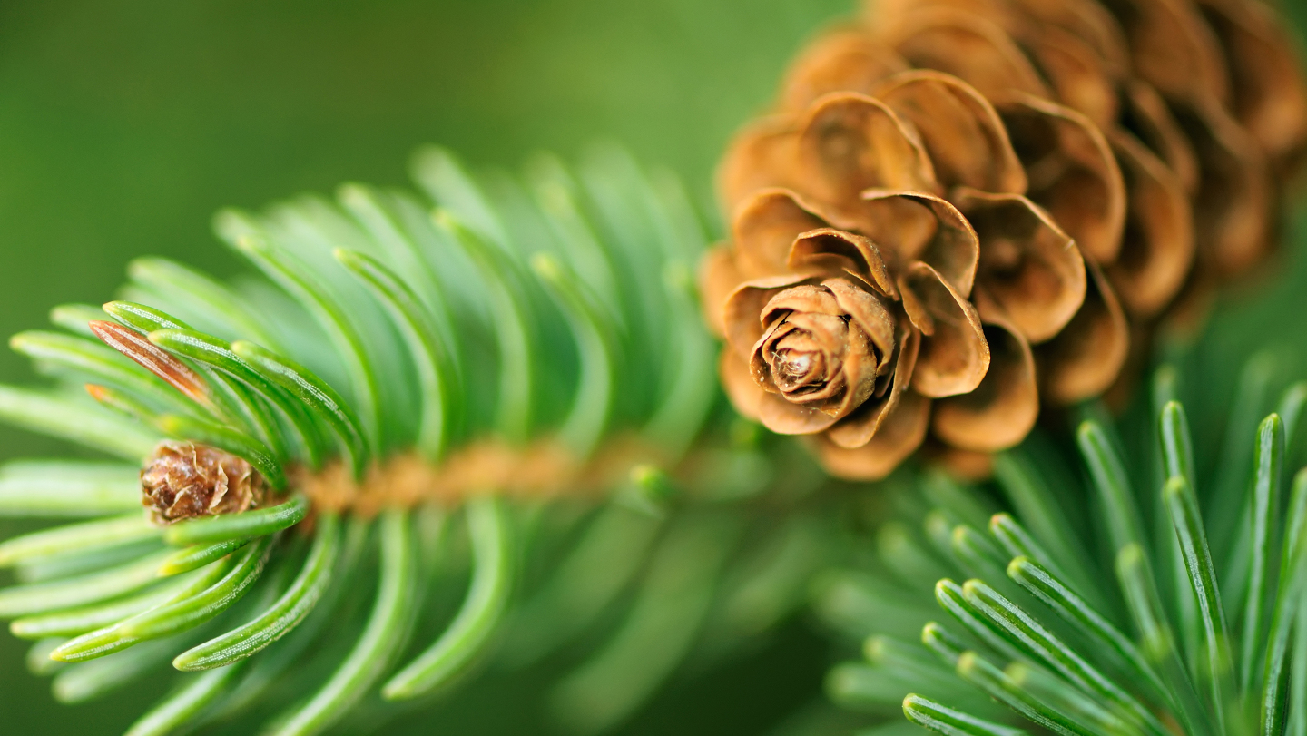  состав и калорийность