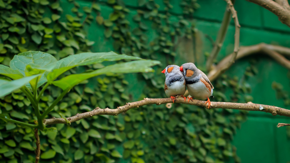 Птицы, цвет