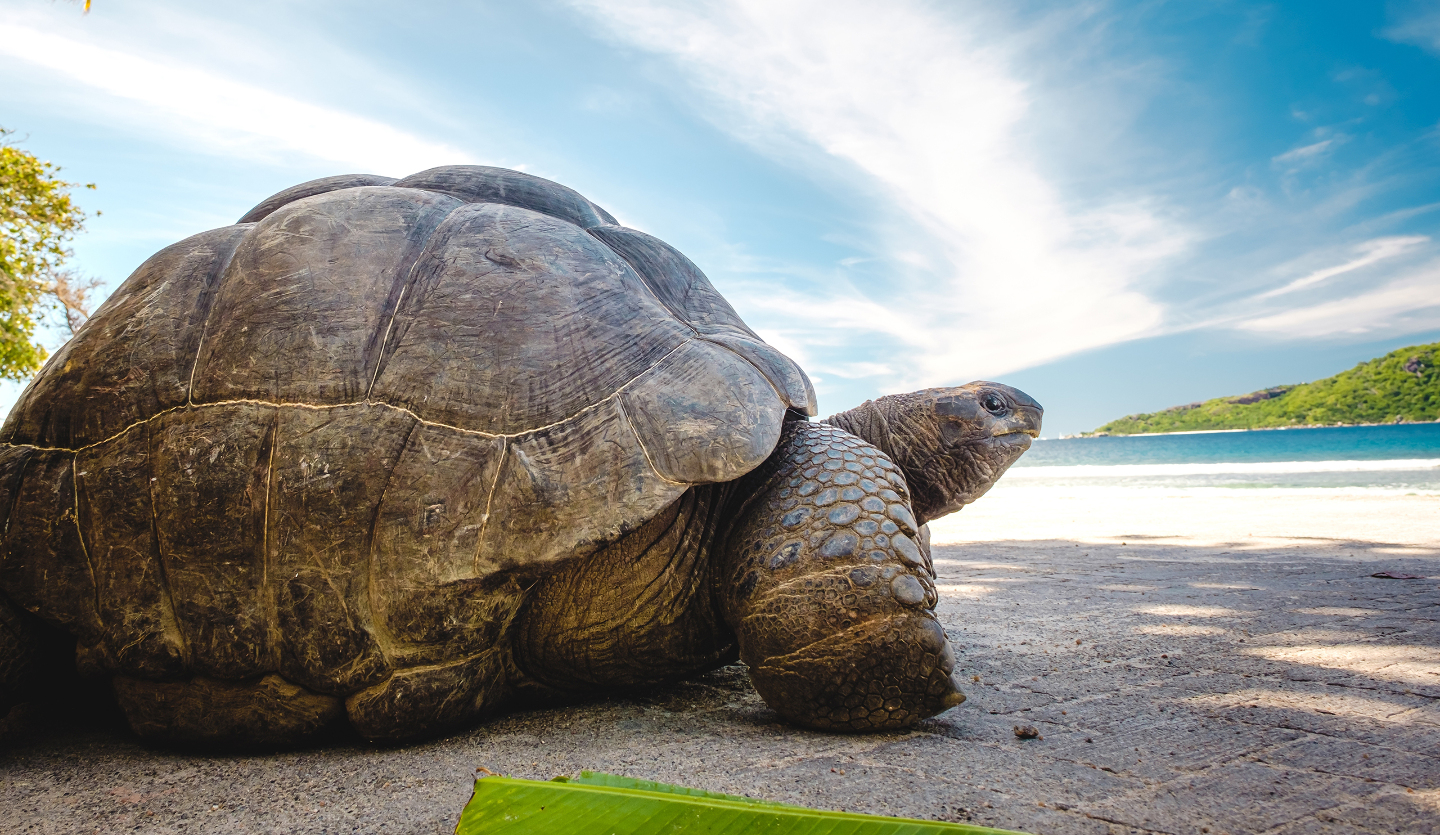 Гигантская черепаха