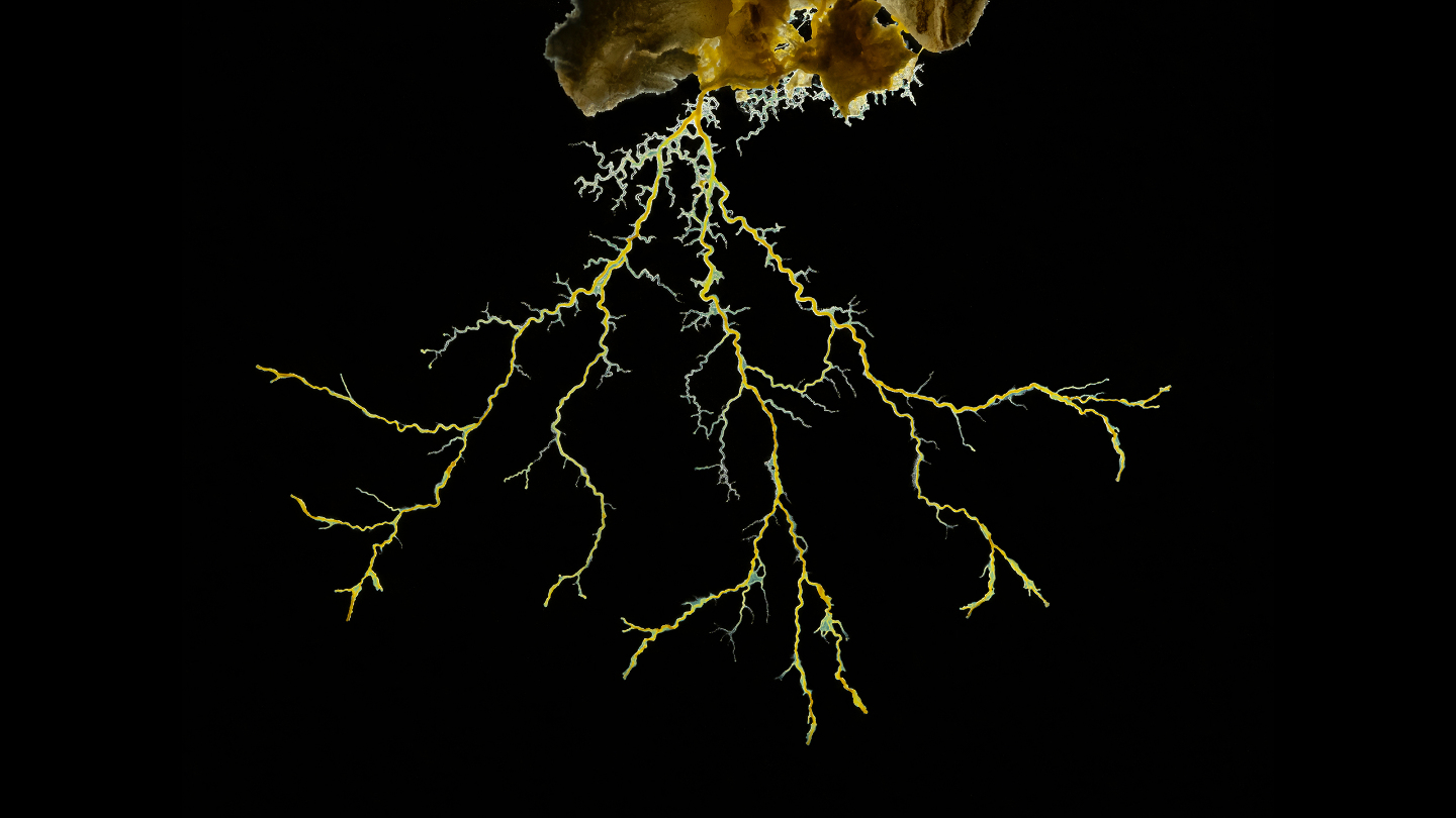 Плесень, микроскоп