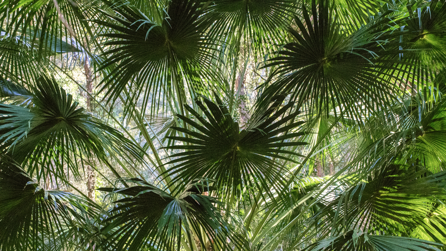 Капустная пальма 