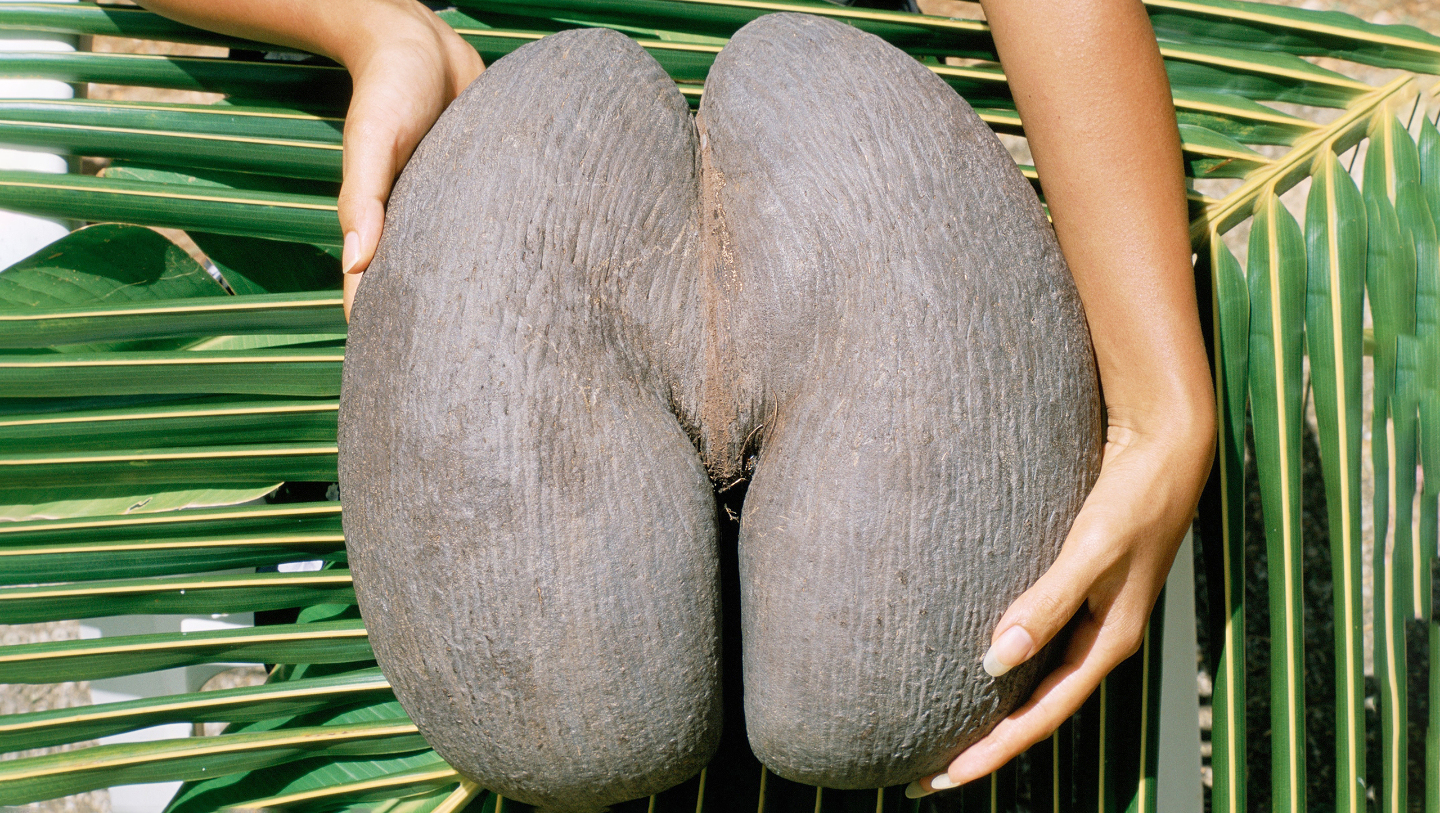 Сейшельский орех