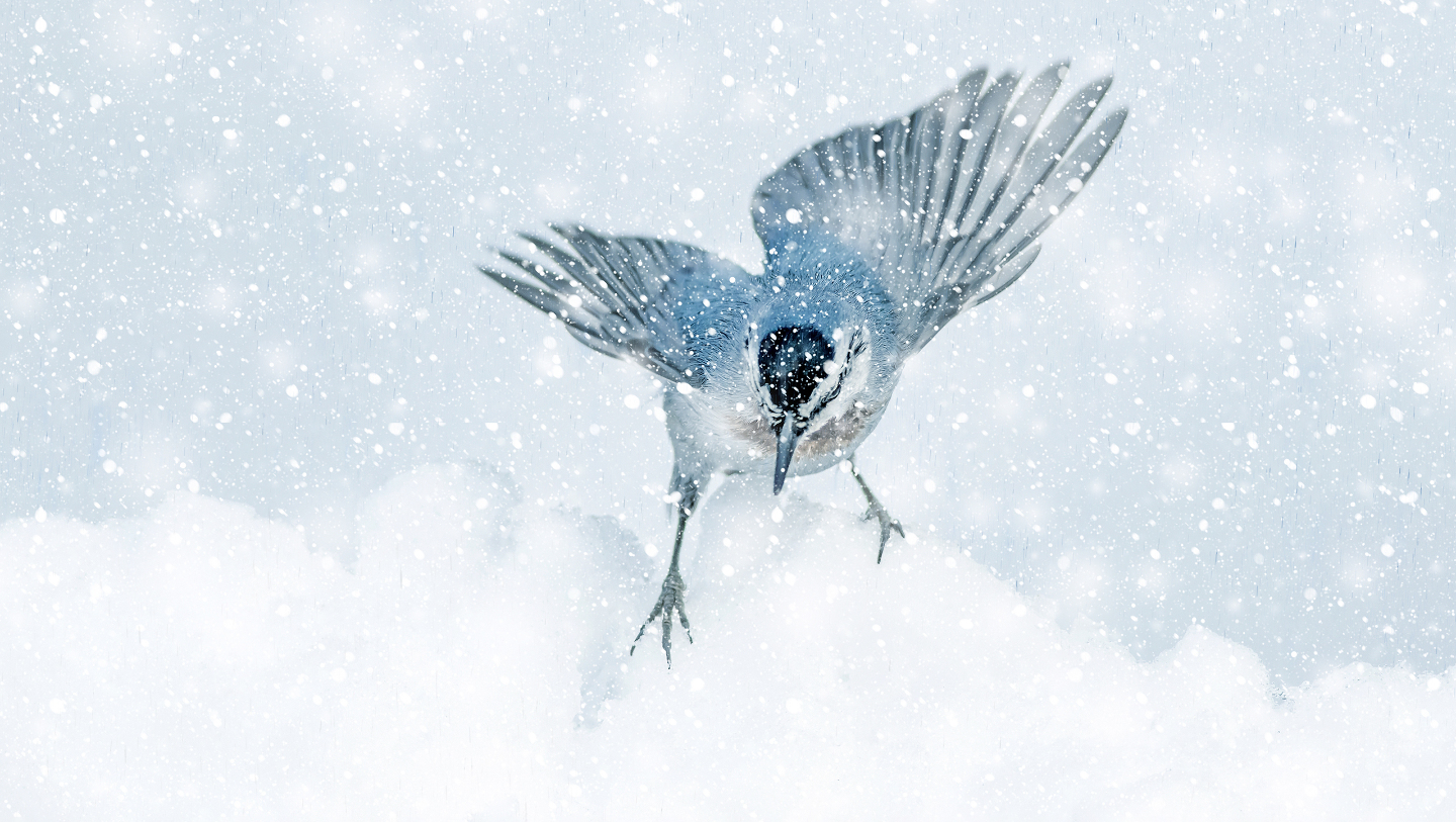 Зимние фотографии из жизни животных снегу, Vaclav, Vladymyr, Ondrej, Bachkova, ктото, зимой, стадо, исландских, будить, Небольшое, ProsickyShutterstockFOTODOMВетреный, лошадей, тигра, амурского, пробежка, BurdiakShutterstockFOTODOMБодрящая, преображает, весны, nataliatamkovichShutterstockFOTODOMА