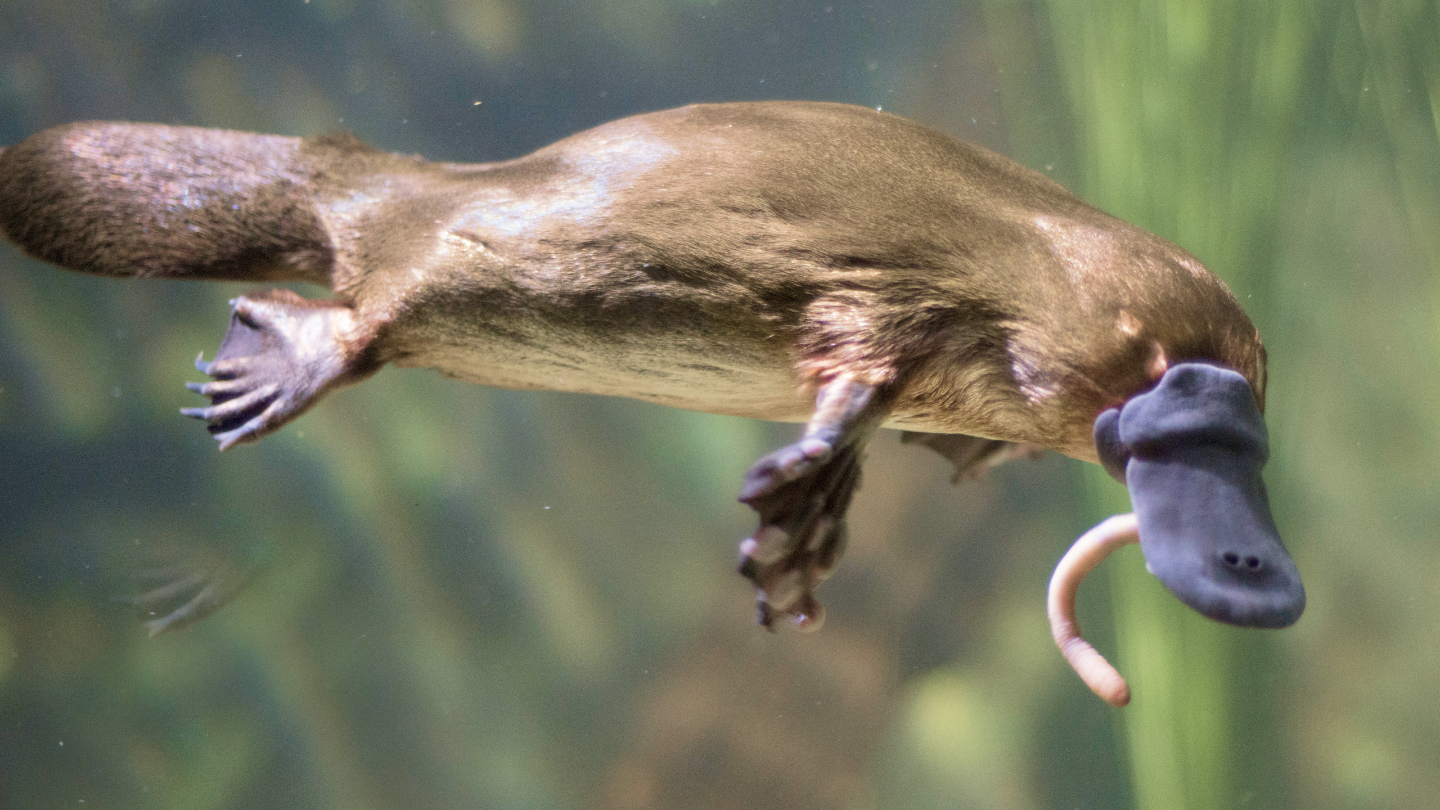 Чем питается утконос