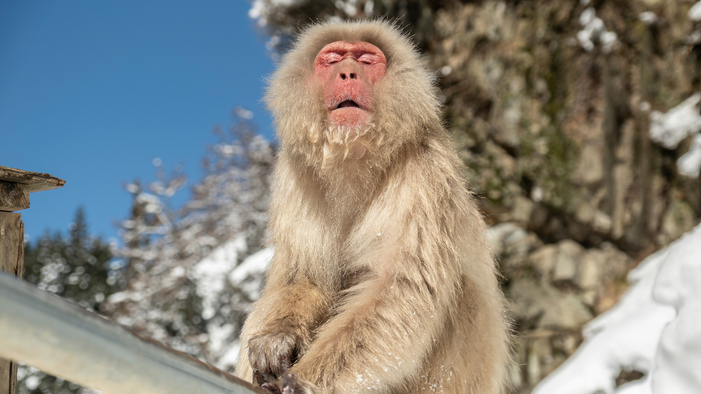 Зимние фотографии из жизни животных снегу, Vaclav, Vladymyr, Ondrej, Bachkova, ктото, зимой, стадо, исландских, будить, Небольшое, ProsickyShutterstockFOTODOMВетреный, лошадей, тигра, амурского, пробежка, BurdiakShutterstockFOTODOMБодрящая, преображает, весны, nataliatamkovichShutterstockFOTODOMА