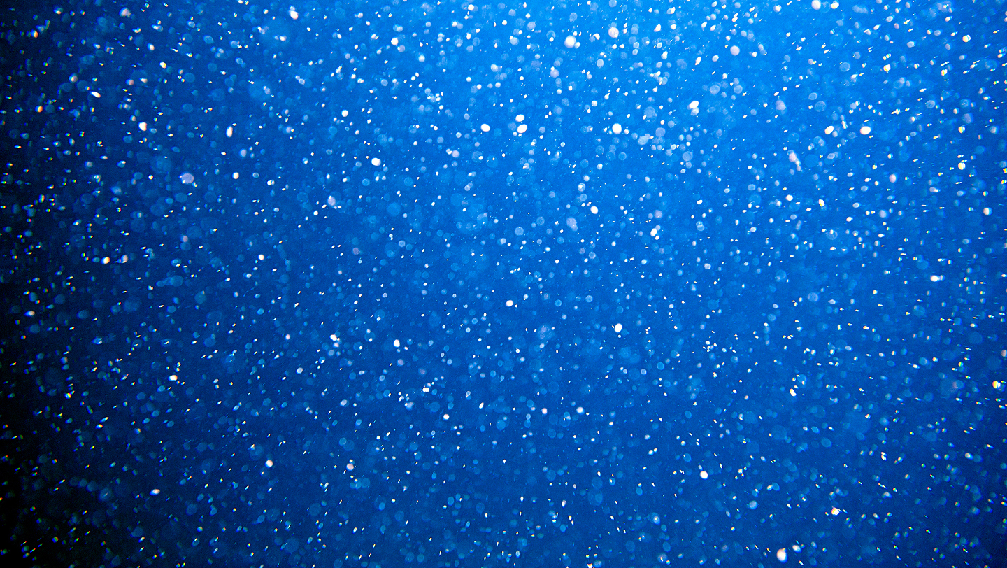 размножение