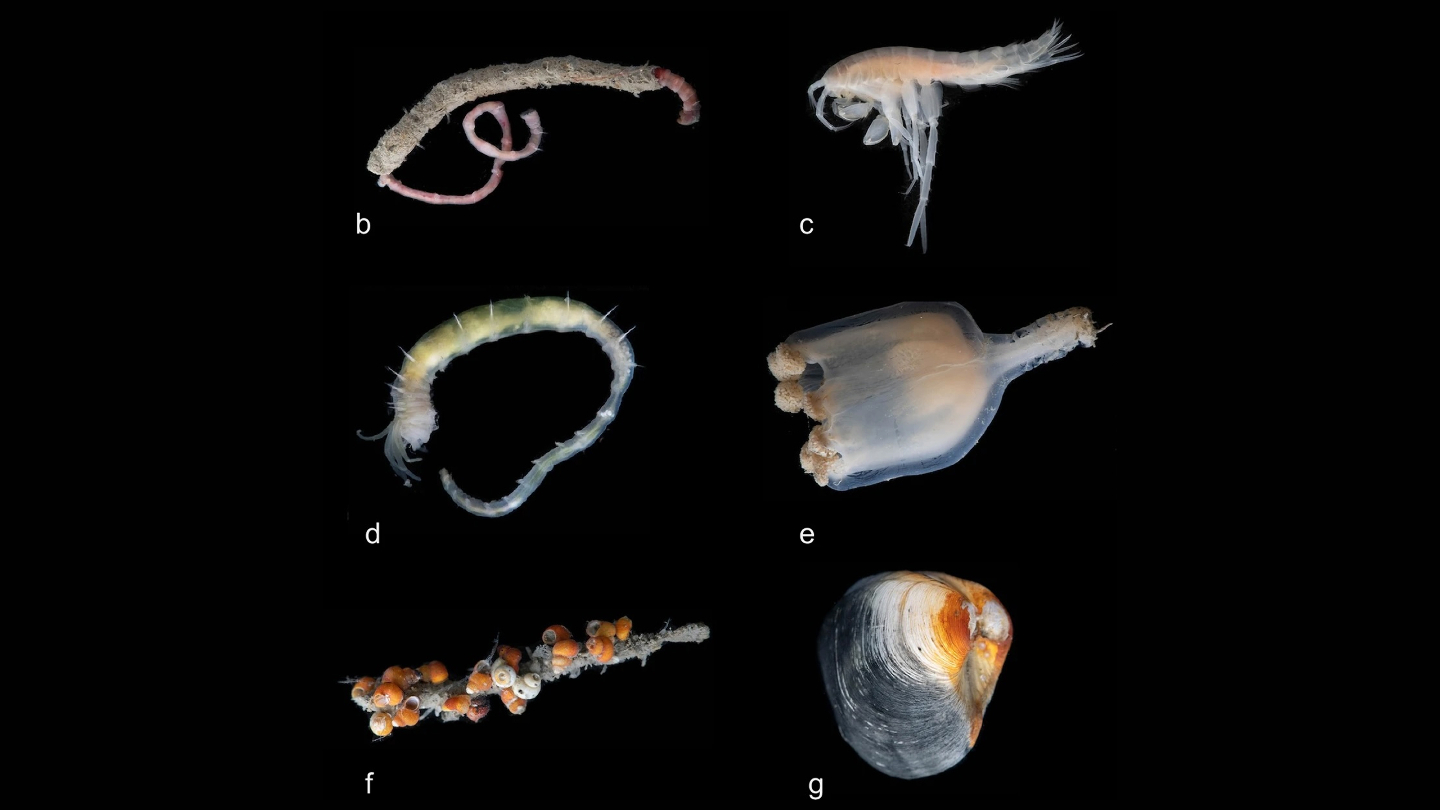 Живые организмы