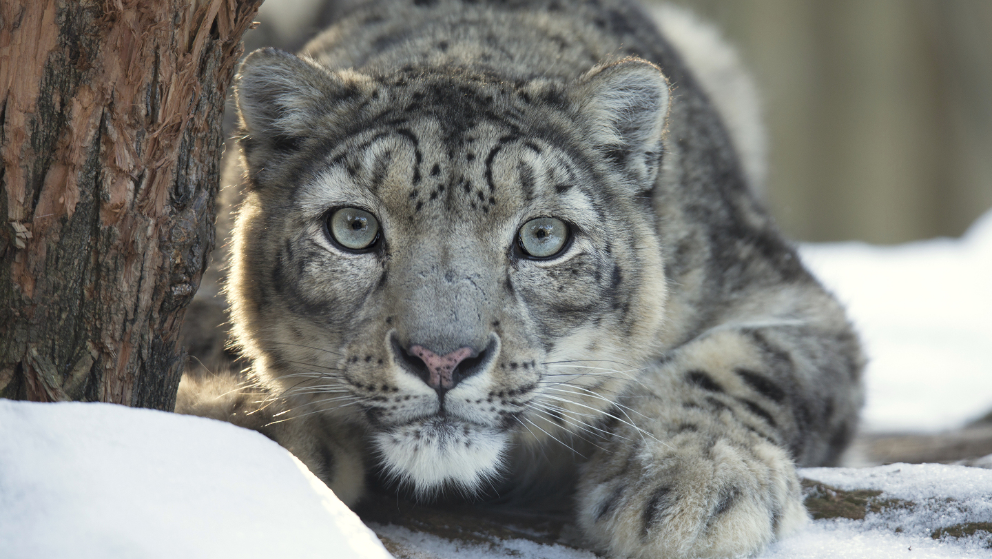 Интересные факты, снежный барс