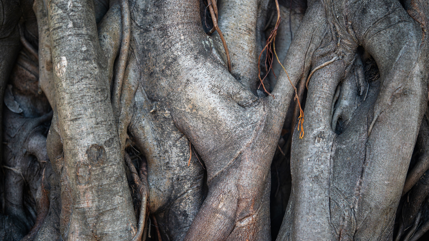 фиговые деревья