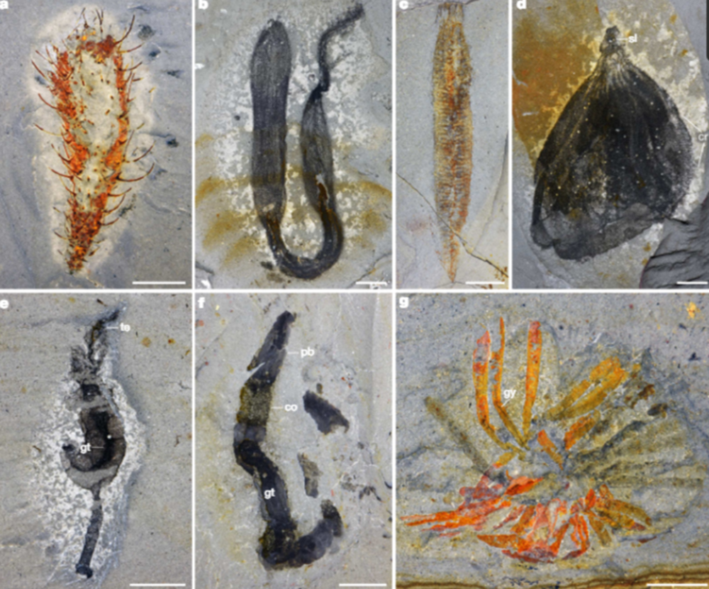 окаменелости