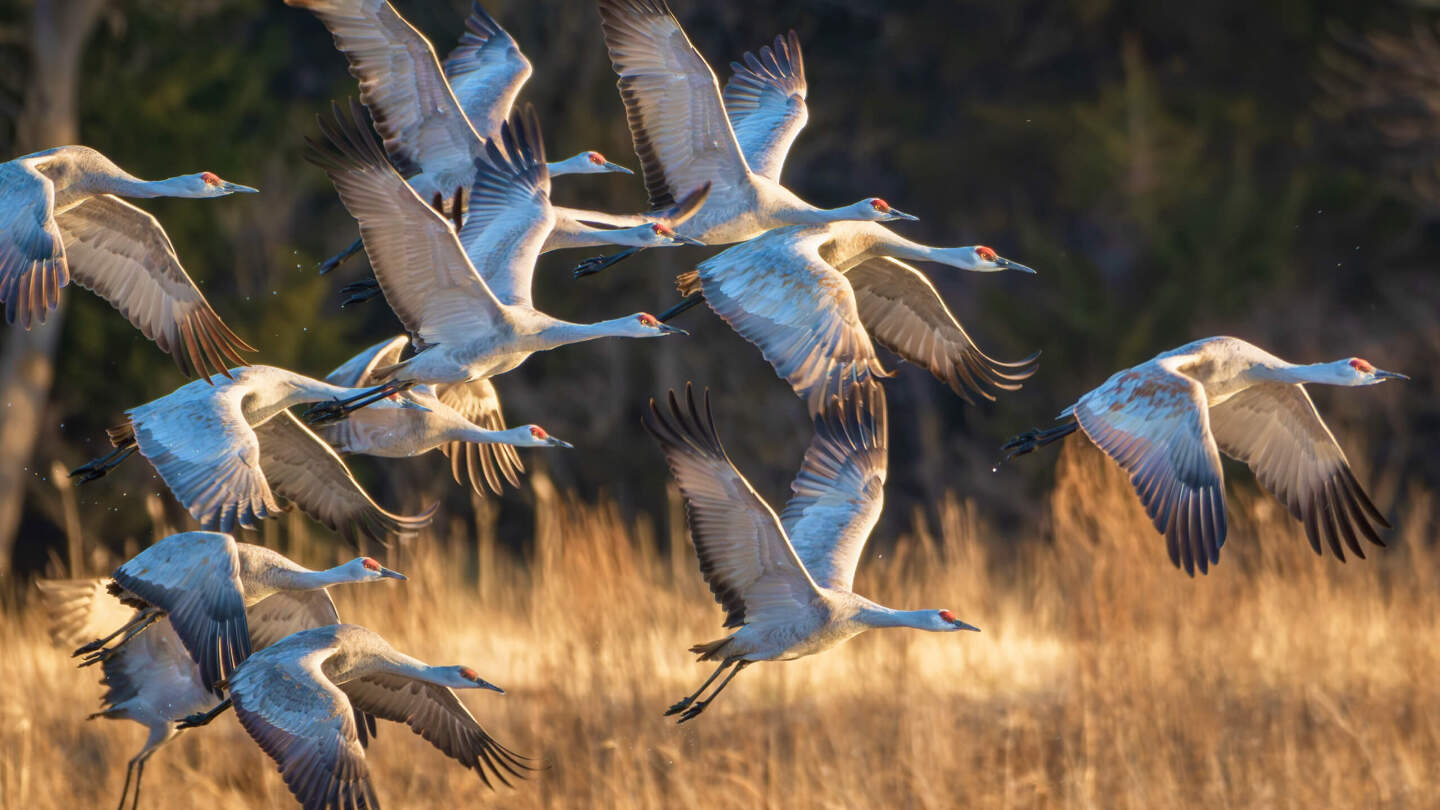 Миграция птиц