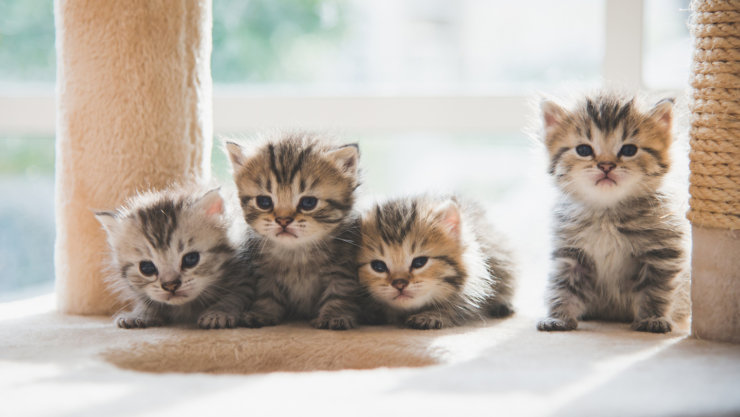 кошки и собаки