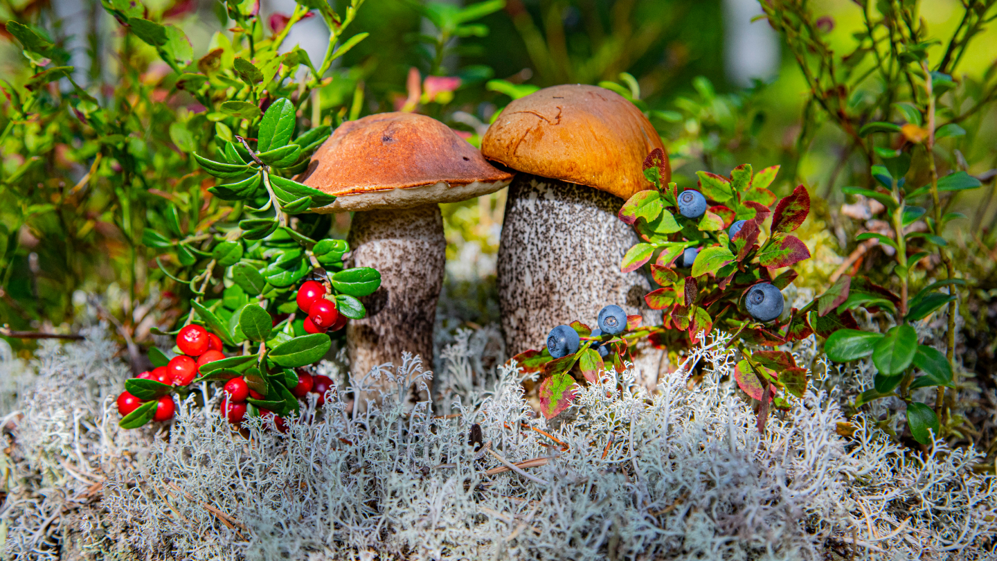 Российские леса богаты урожаями