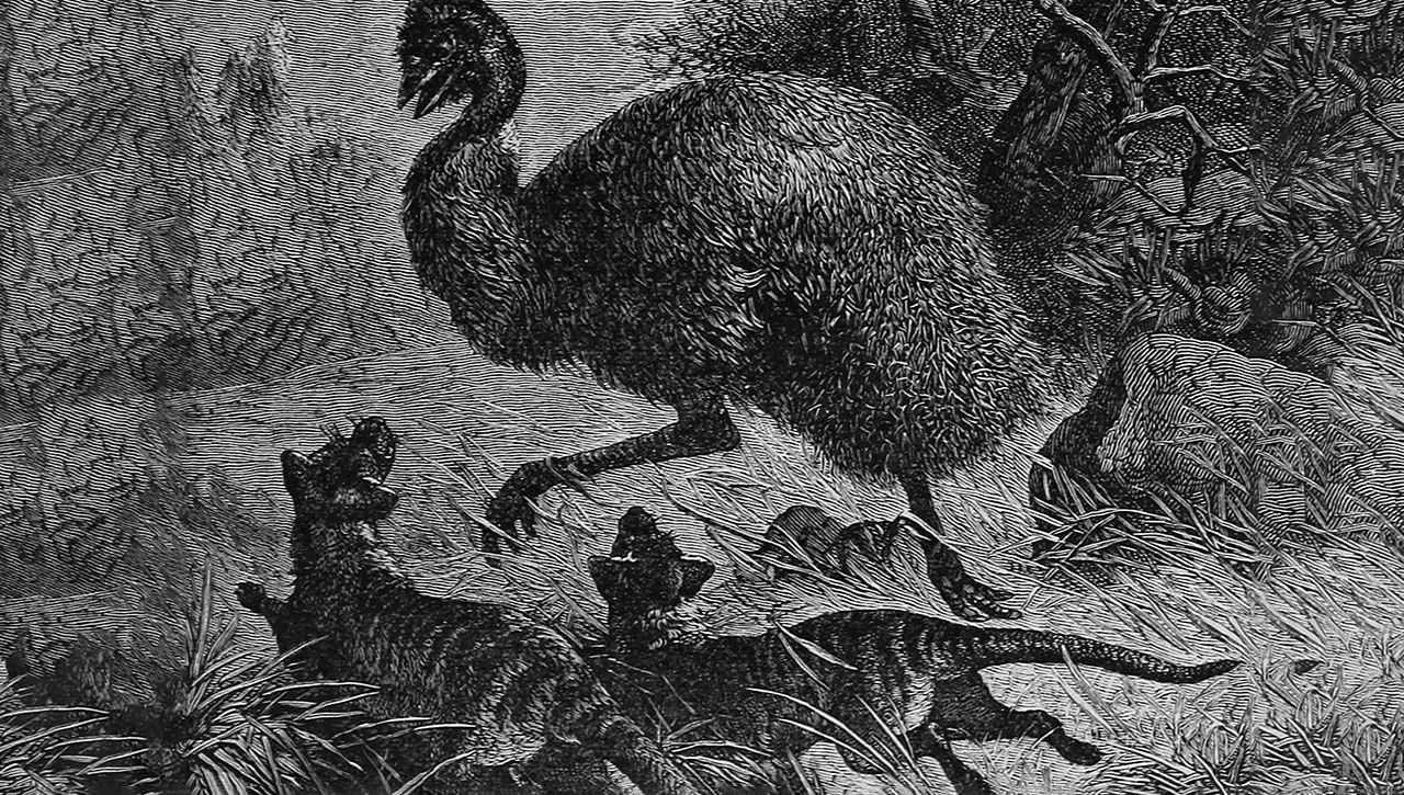 чем питались сумчатые волки