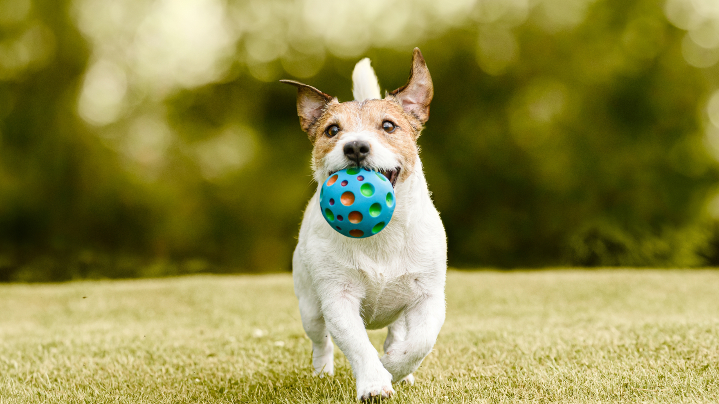 Дрессировка