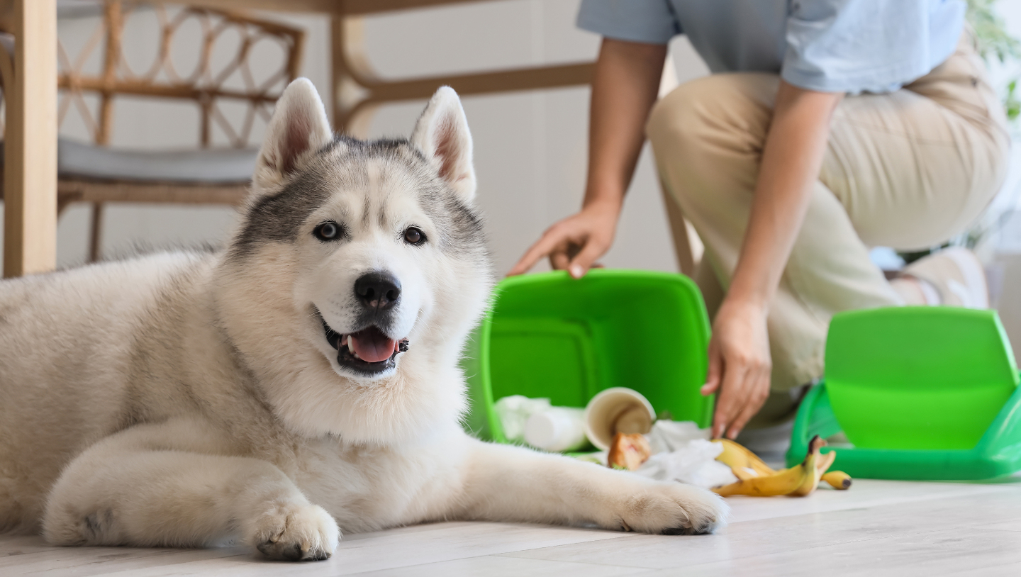 Собака и мусор