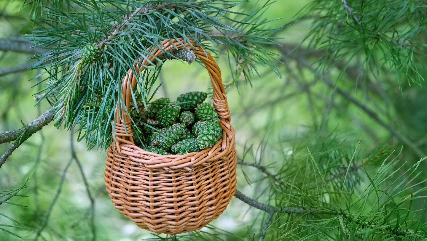  когда собирать урожай