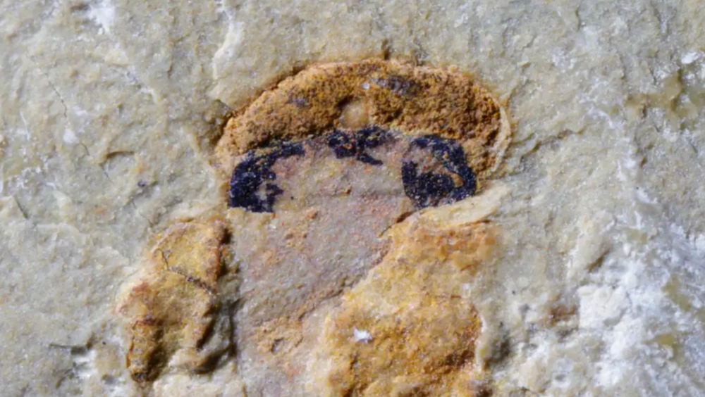 Окаменелость Haikouichthys