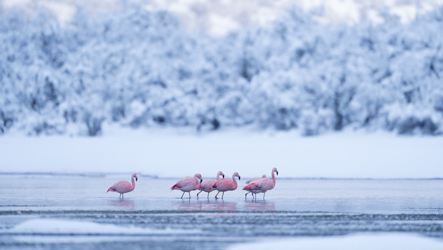 Зимние фотографии из жизни животных снегу, Vaclav, Vladymyr, Ondrej, Bachkova, ктото, зимой, стадо, исландских, будить, Небольшое, ProsickyShutterstockFOTODOMВетреный, лошадей, тигра, амурского, пробежка, BurdiakShutterstockFOTODOMБодрящая, преображает, весны, nataliatamkovichShutterstockFOTODOMА