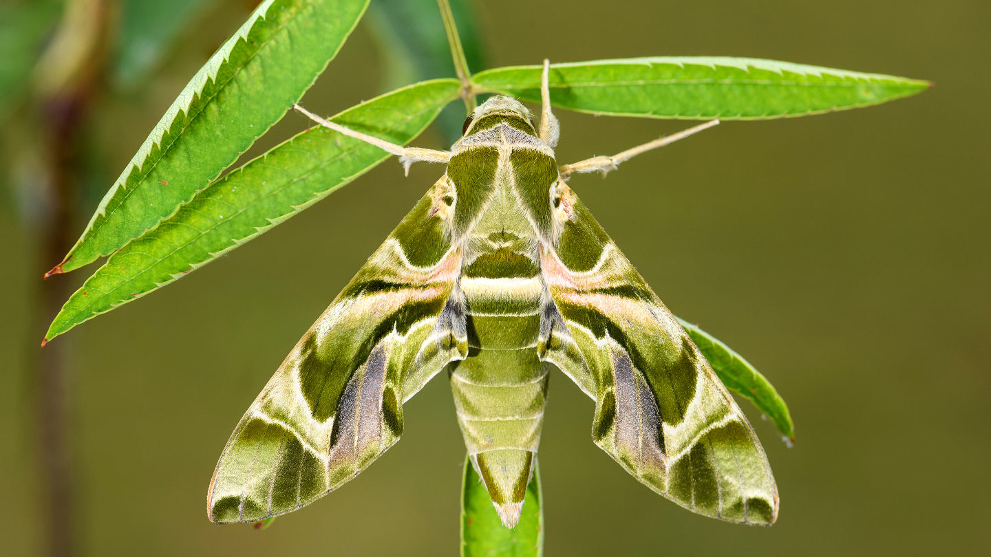 Олеандровый бражник