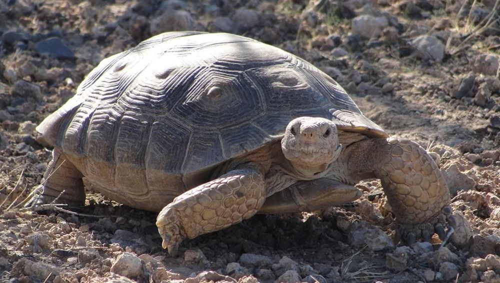 пустынная черепаха