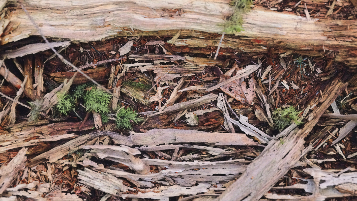 чилийское сандаловое дерево