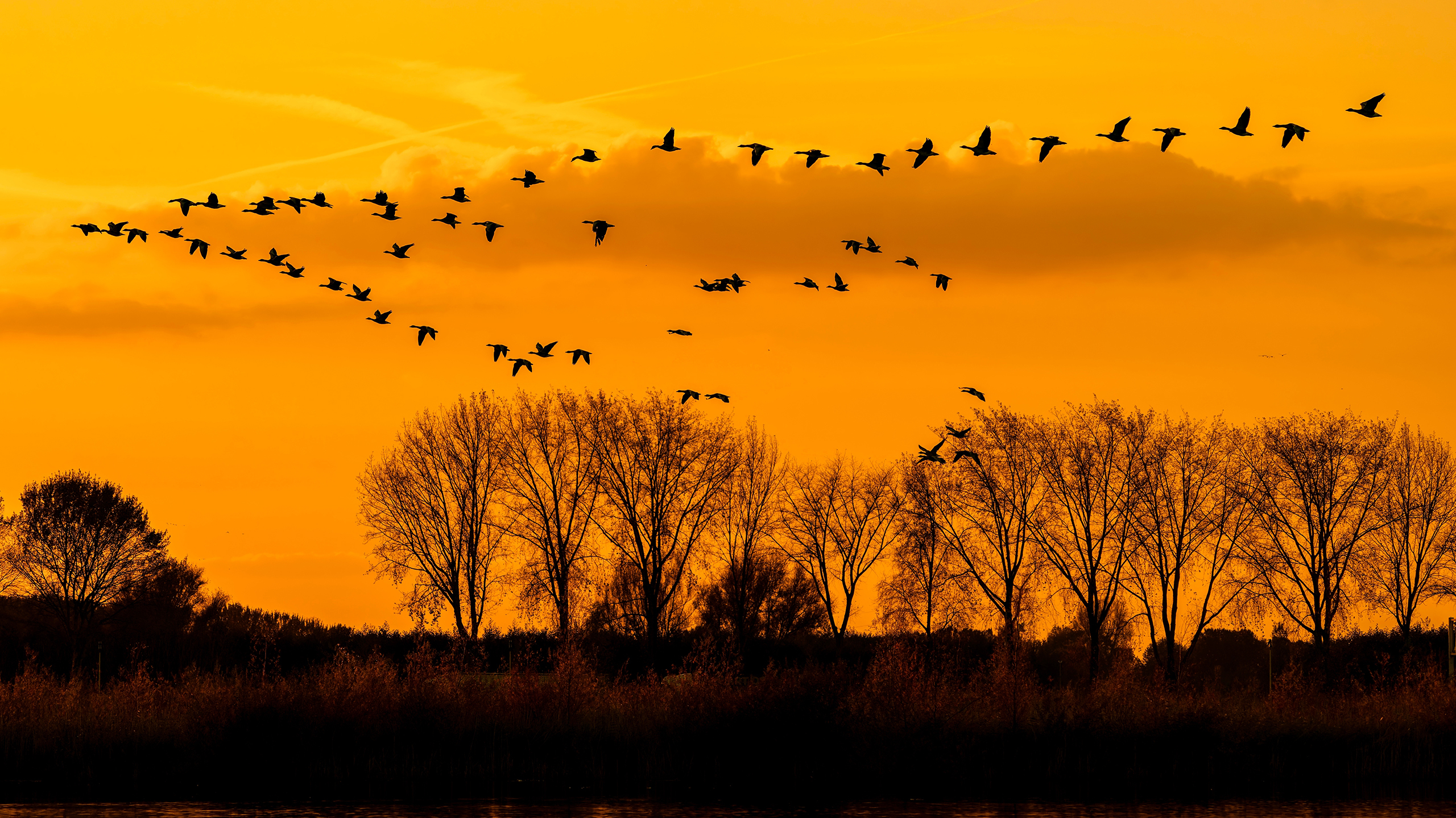 генетические сбои