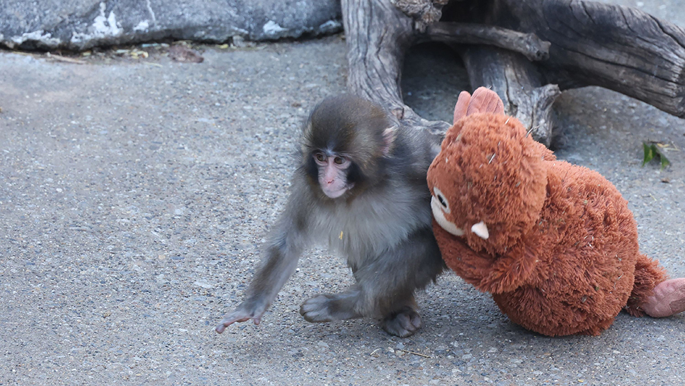 обезьяна панч