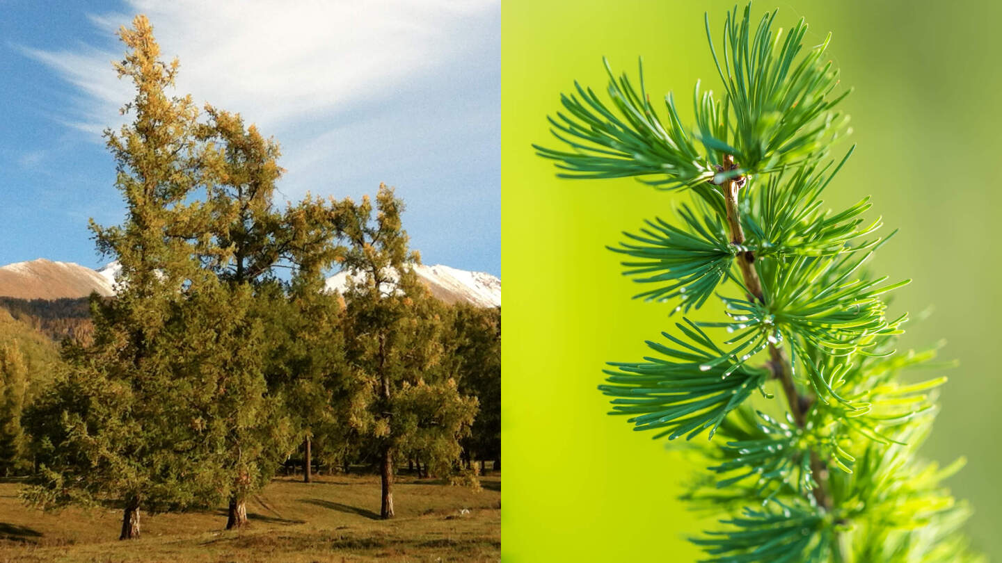 Лиственница сибирская